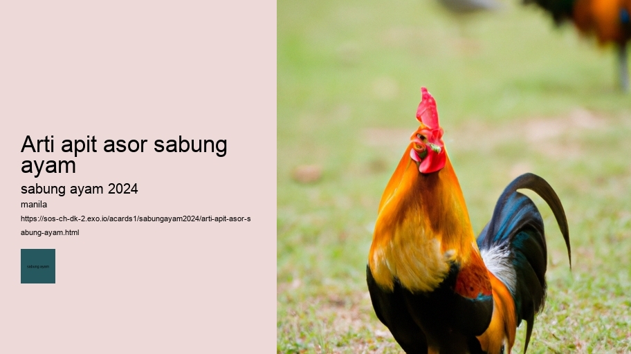arti apit asor sabung ayam