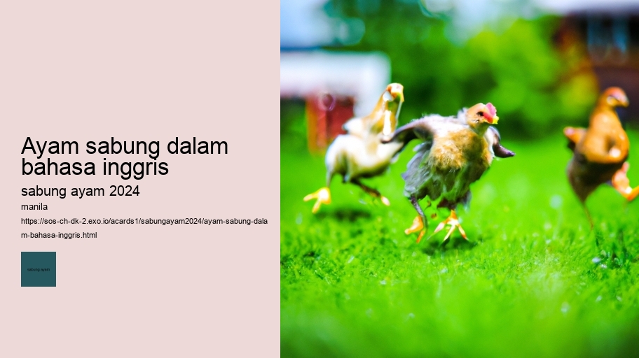 ayam sabung dalam bahasa inggris