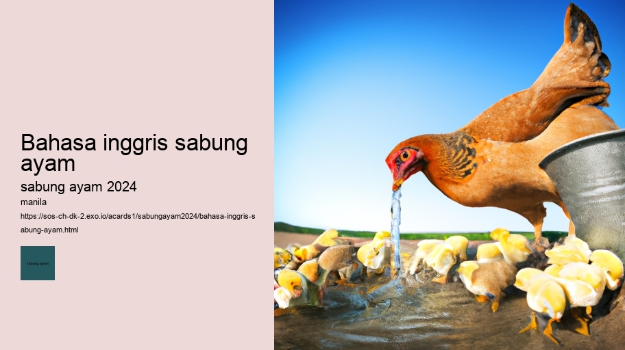 bahasa inggris sabung ayam