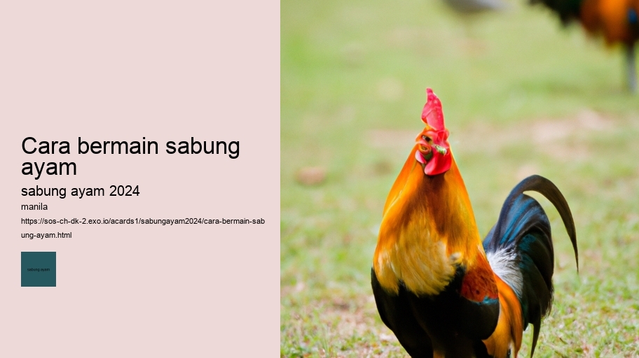 cara bermain sabung ayam