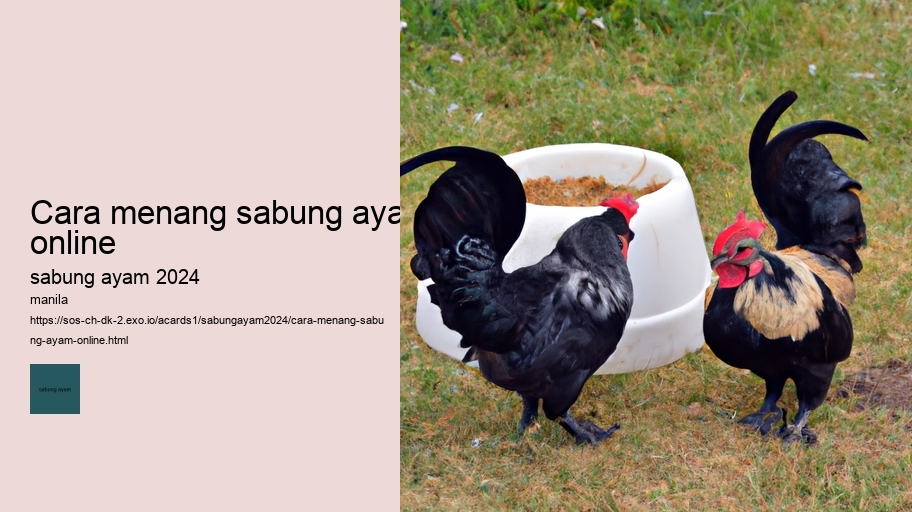 cara menang sabung ayam online