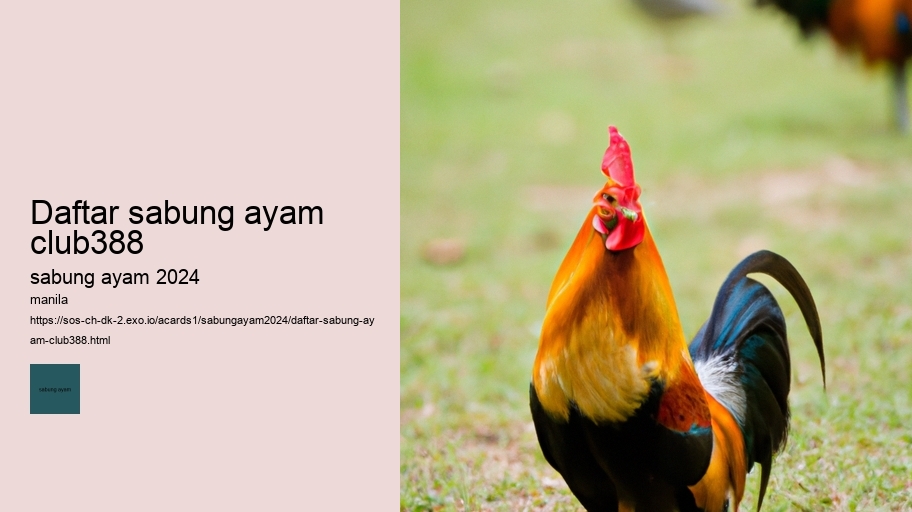 daftar sabung ayam club388