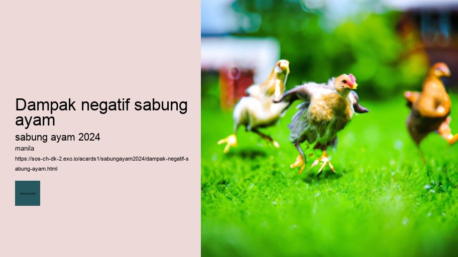 dampak negatif sabung ayam