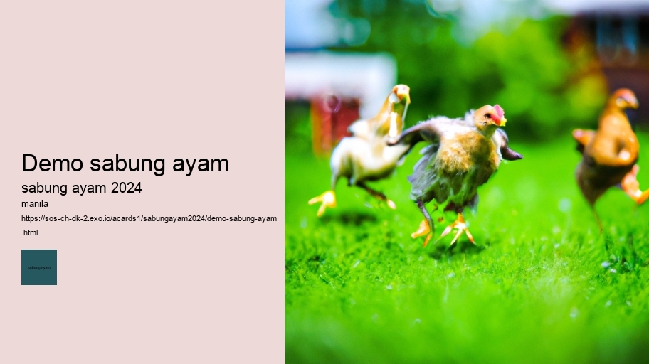 demo sabung ayam