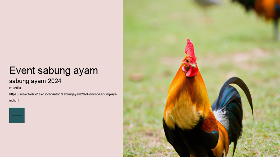 event sabung ayam