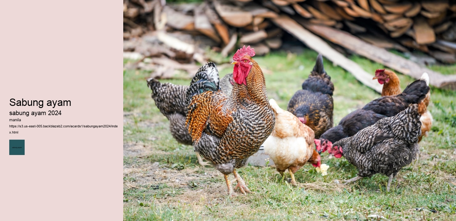 link sabung ayam online