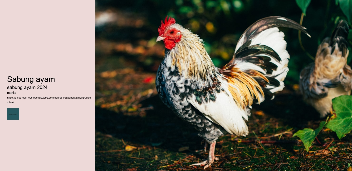 sabung ayam pakai pisau