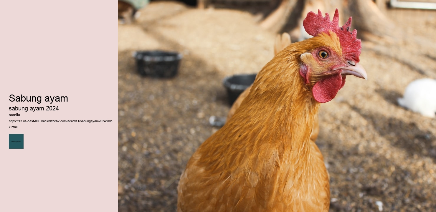 sabung ayam kalimantan