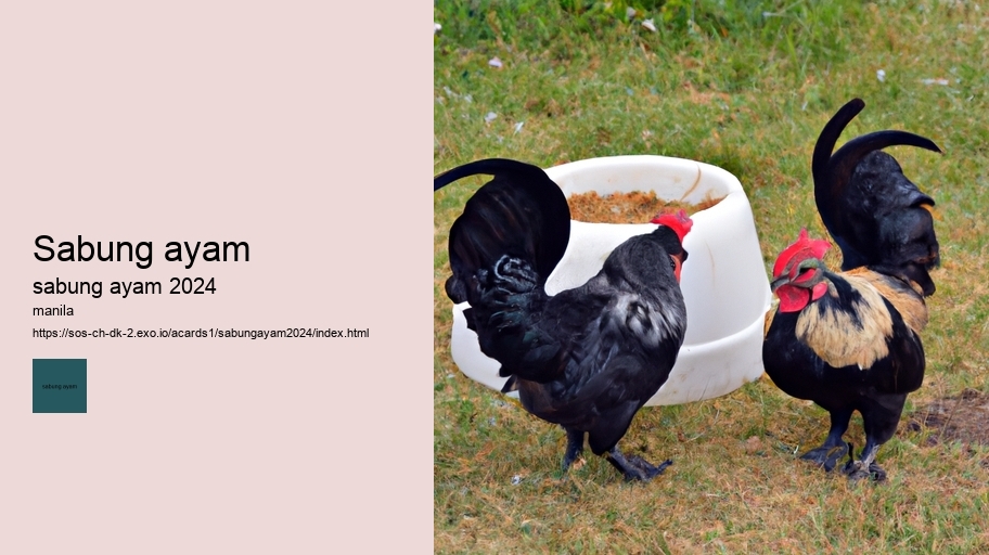 sabung ayam