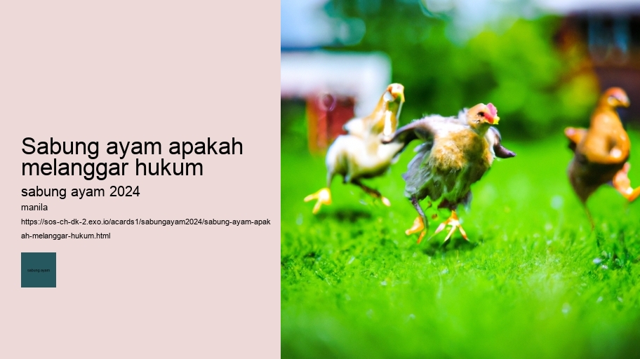 sabung ayam apakah melanggar hukum