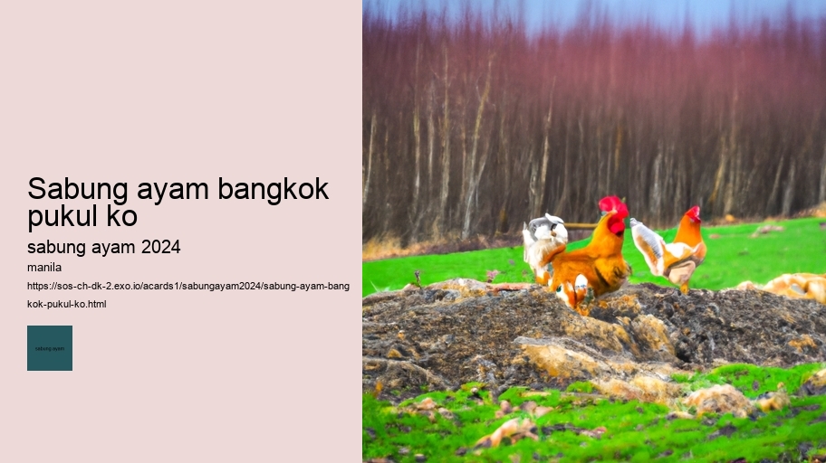 sabung ayam bangkok pukul ko