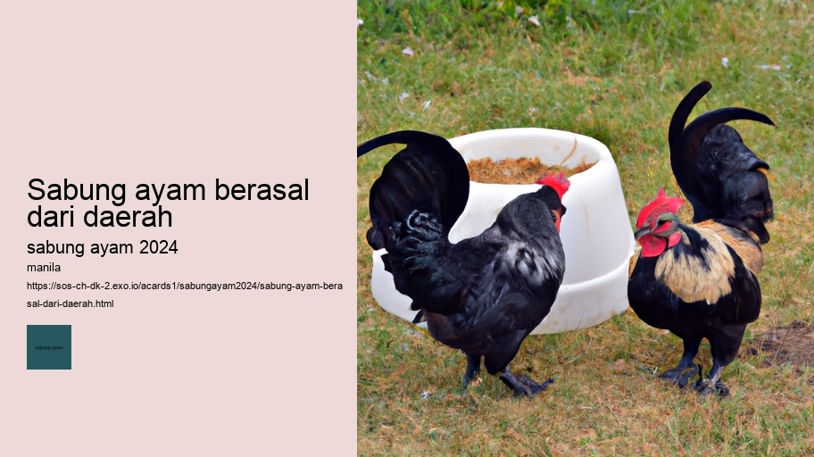 sabung ayam berasal dari daerah