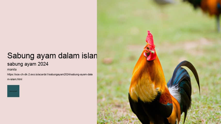 sabung ayam dalam islam