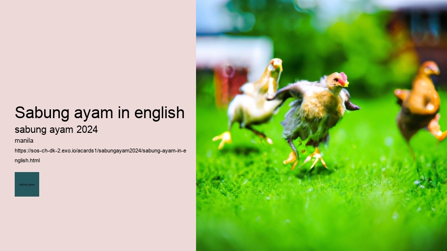 sabung ayam in english