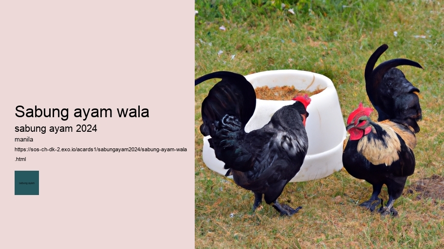 sabung ayam wala