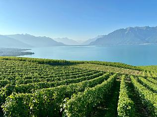 Le Leman vu du Lavaux