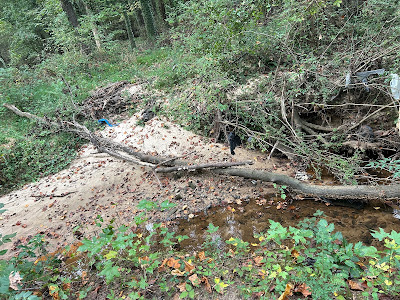 Analysis of current economic trends in the timber industry