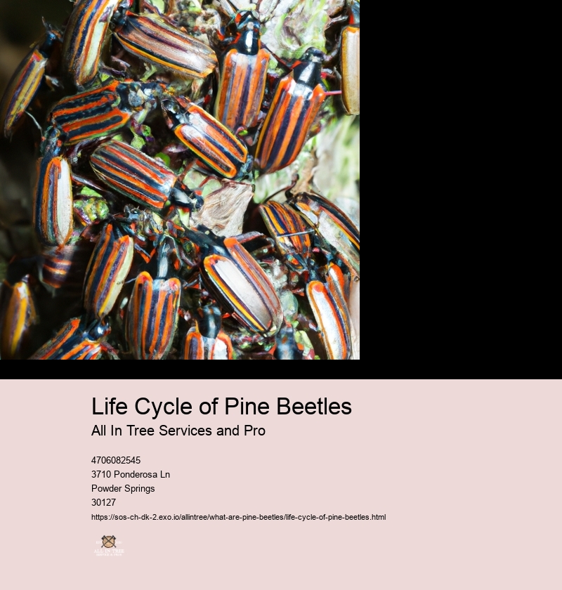 Life Cycle of Pine Beetles