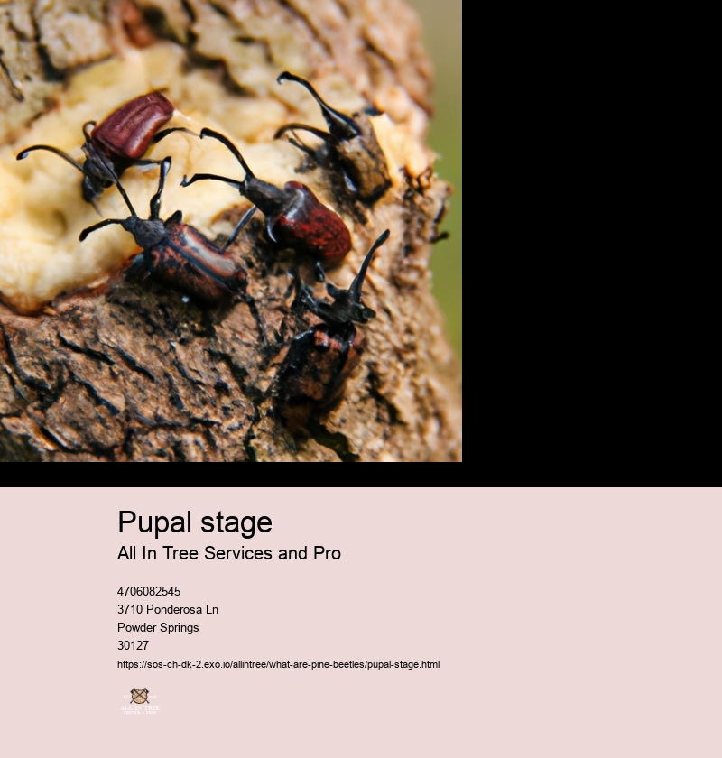 Pupal stage