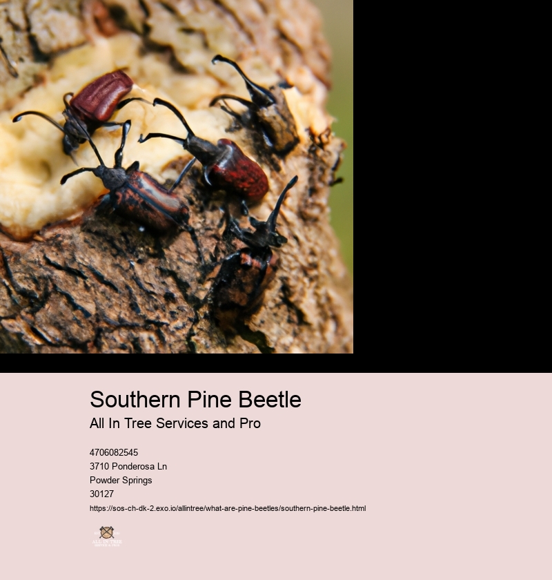 Southern Pine Beetle