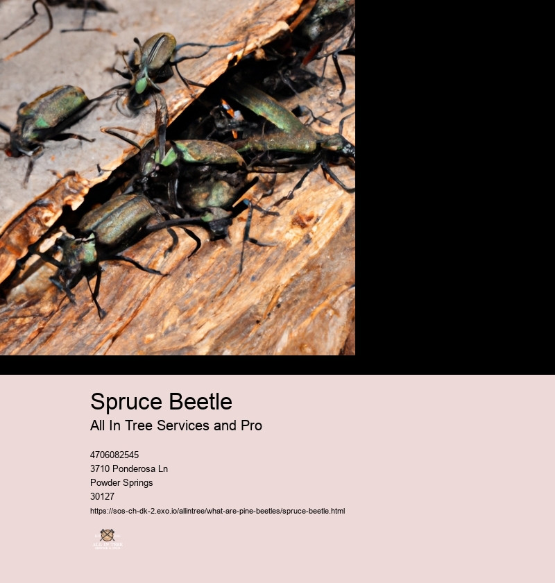 Spruce Beetle