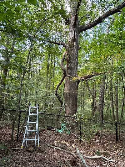 Choosing the Right E&O Coverage for Your Tree Company