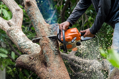 Safe Tree Dismantling and Limb Removal Practices in Dunwoody