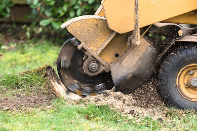 Cost Considerations for Deadwood Removal