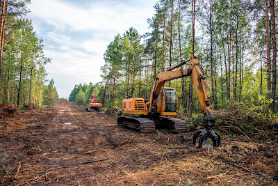 Post-Cutting Procedures and Site Cleanup