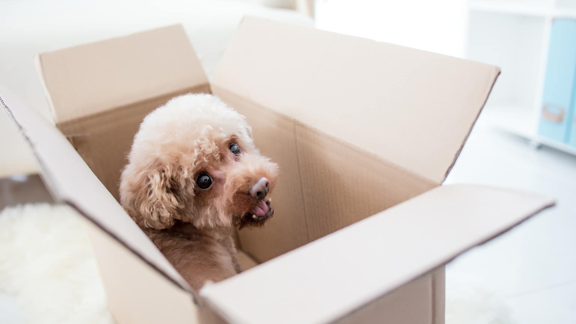 Best Moving Company Reviews Abbotsford Movers With Storage Options