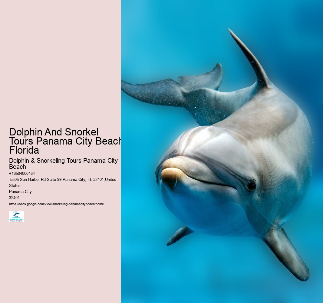 Dolphin And Snorkel Tours Panama City Beach Florida