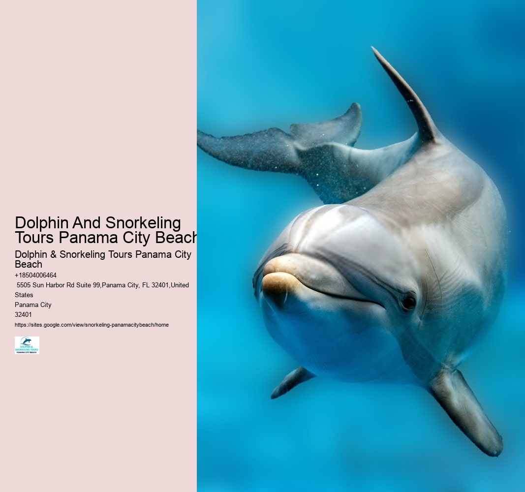 Dolphin And Snorkeling Tours Panama City Beach
