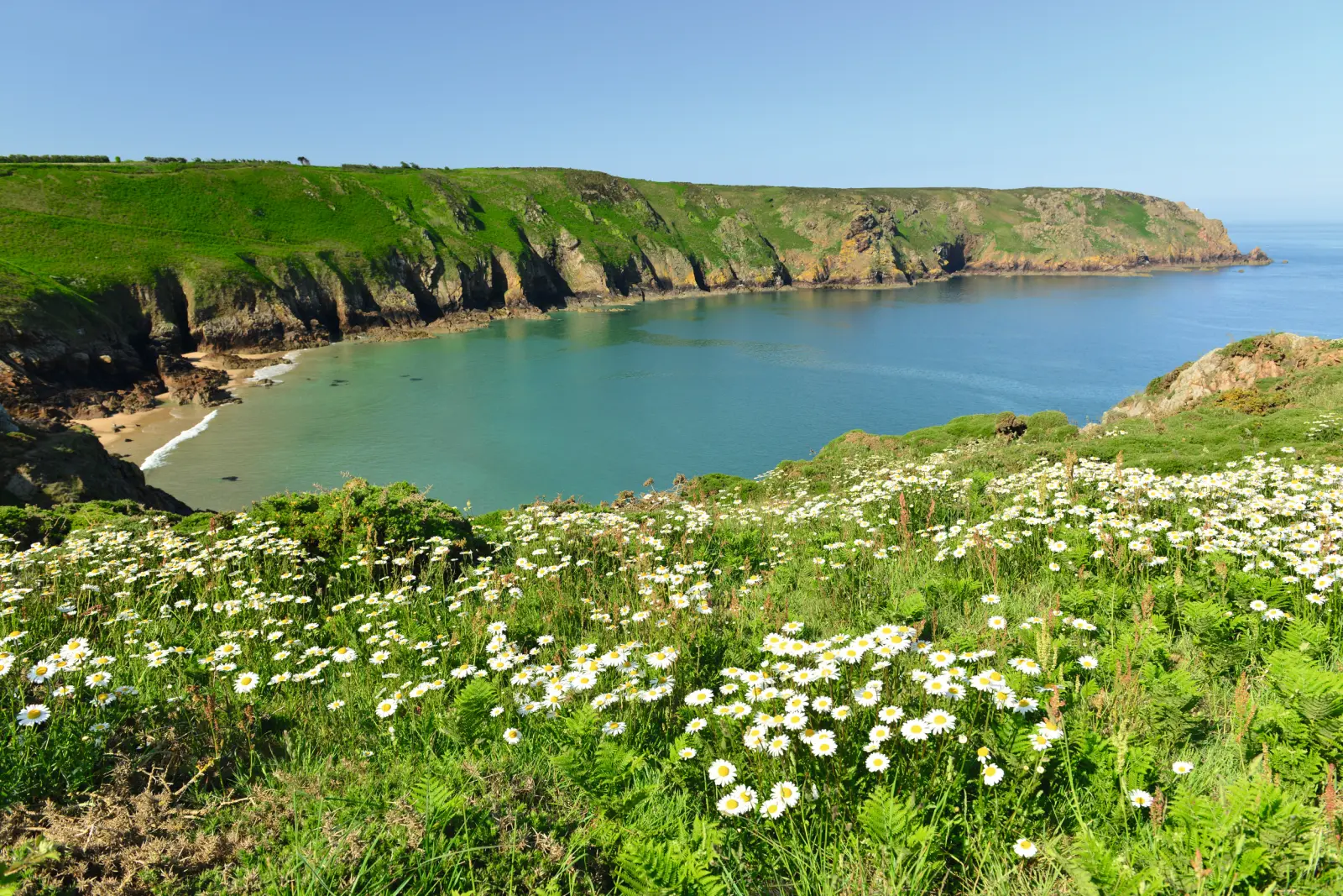 Green coastal landscape with daisies and a view of the sea.