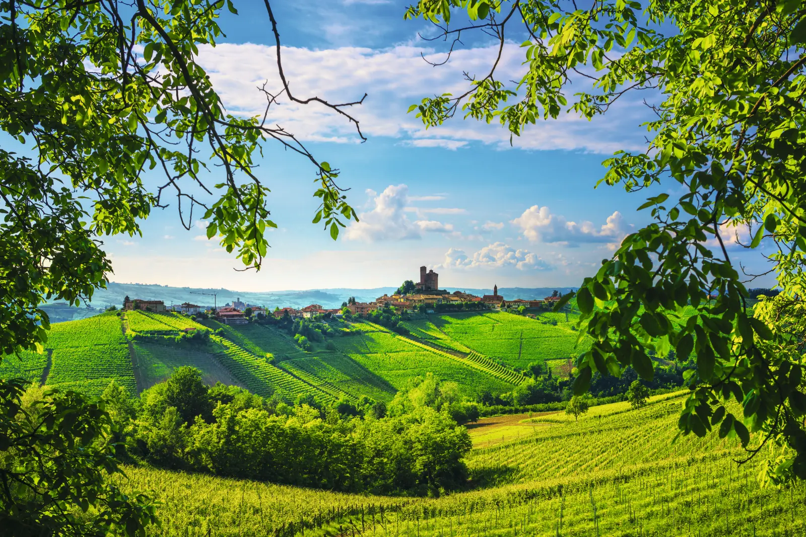 Vineyards in the Langhe image