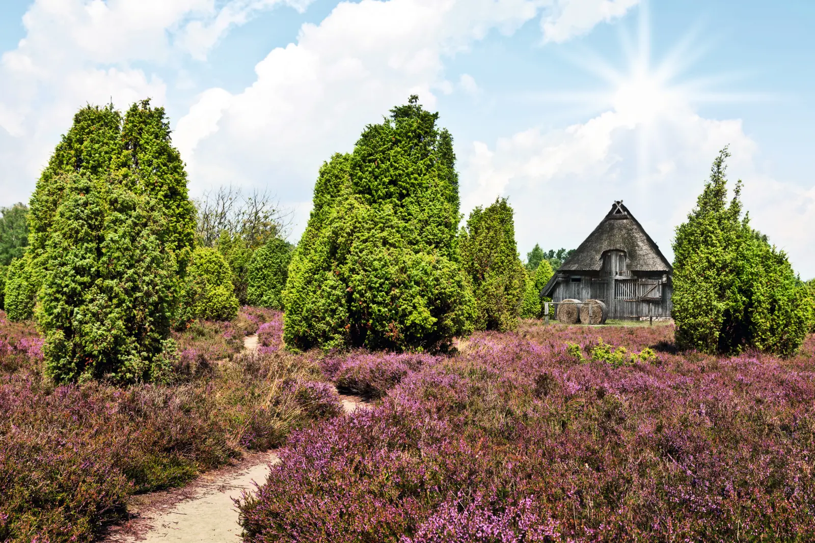 Lüneburg Heath image