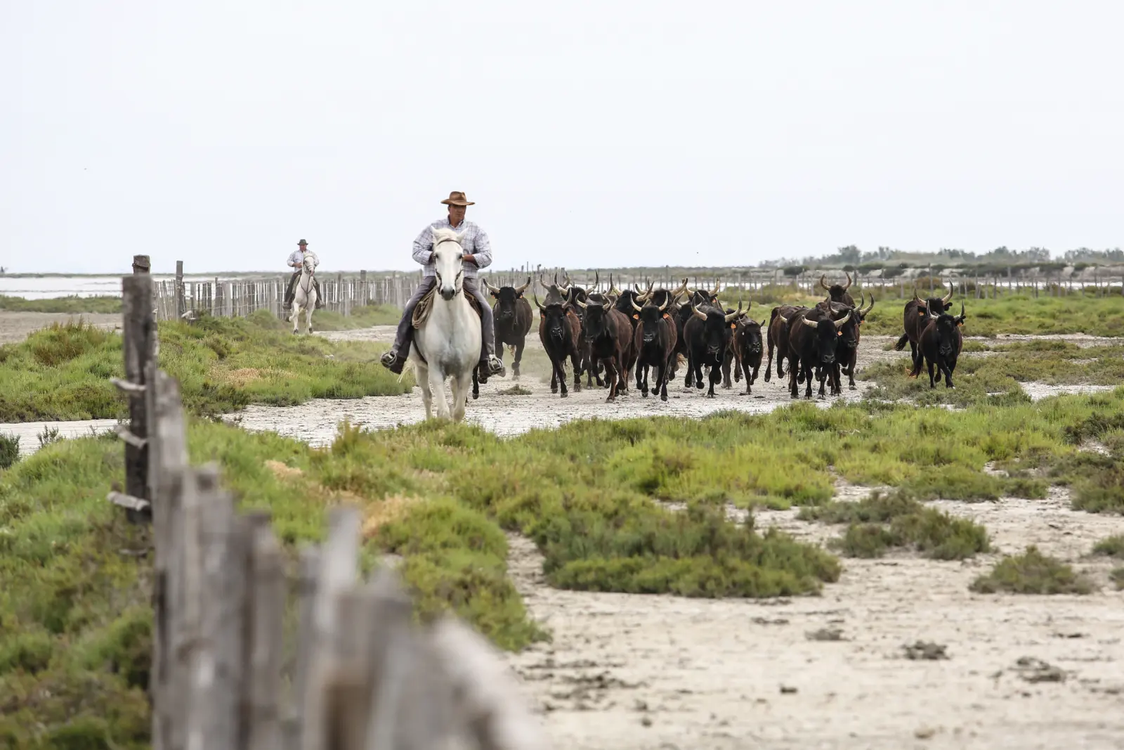 A rider driving a herd of black bulls along a country road.