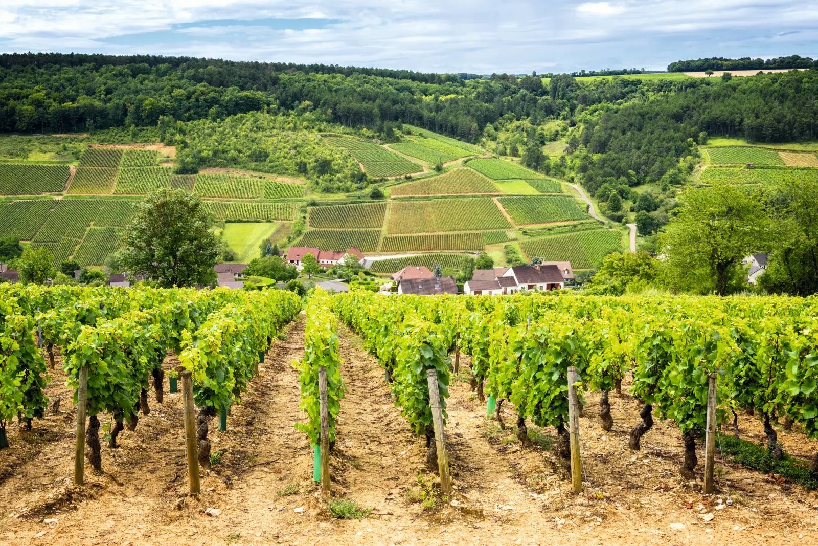 Vineyards in a hilly landscape with a village in the background.