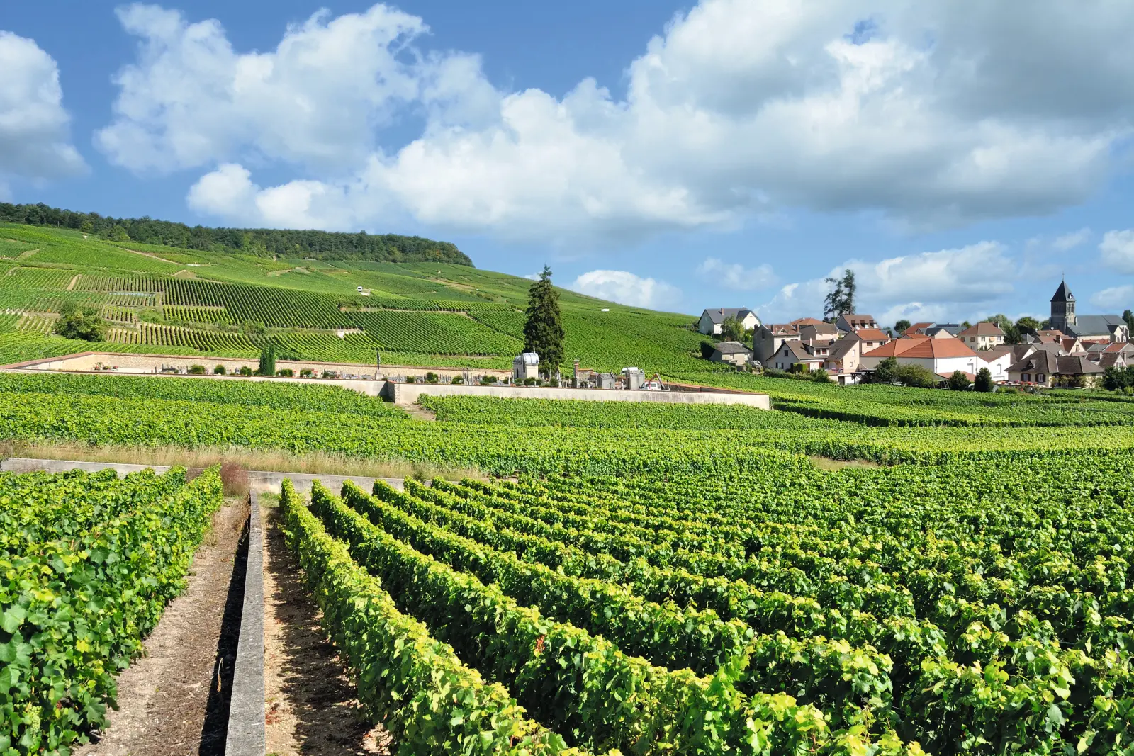 Weinort Oger nahe Epernay Bild