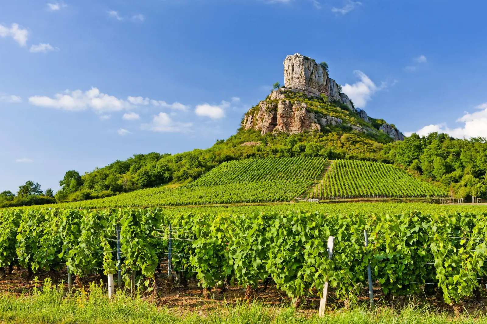 Burgund Bild