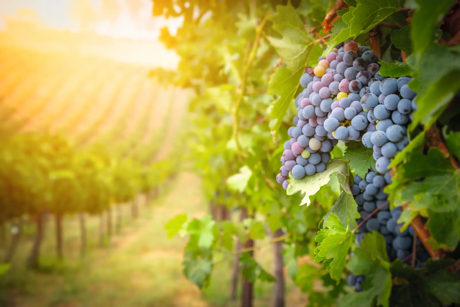 Grapevines image