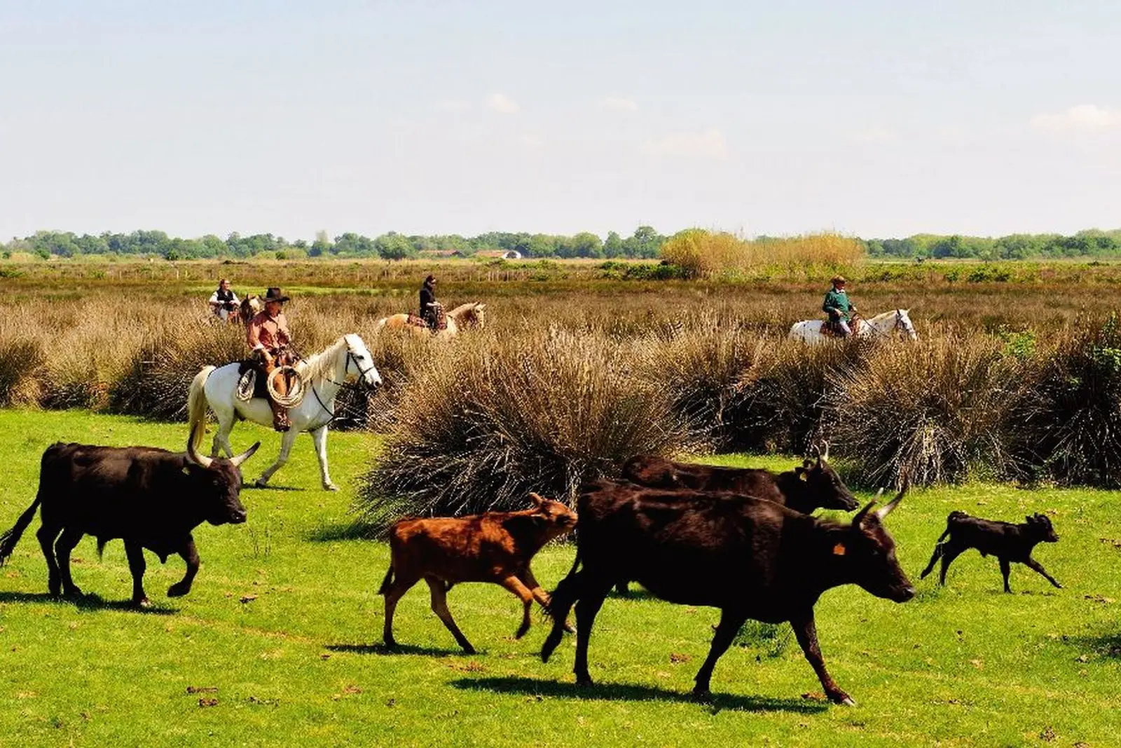 Gardians montés sur des chevaux blancs de Camargue conduisant un troupeau de taureaux dans un paysage de prairies.