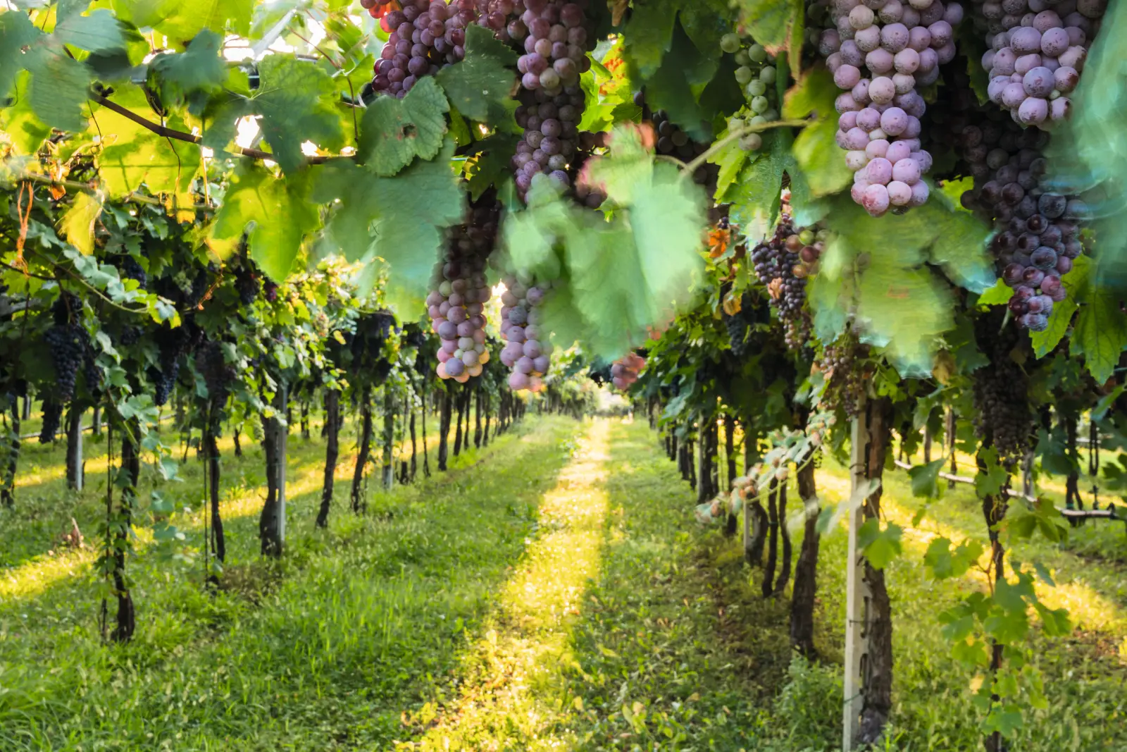 Grapevines image