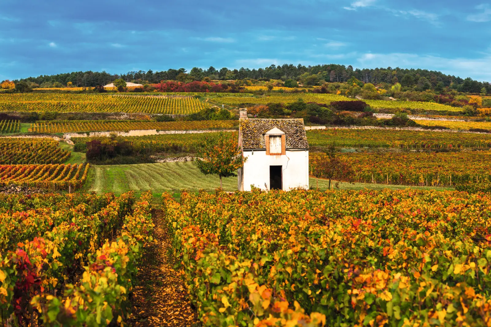 Burgundy wine-growing region in autumn image