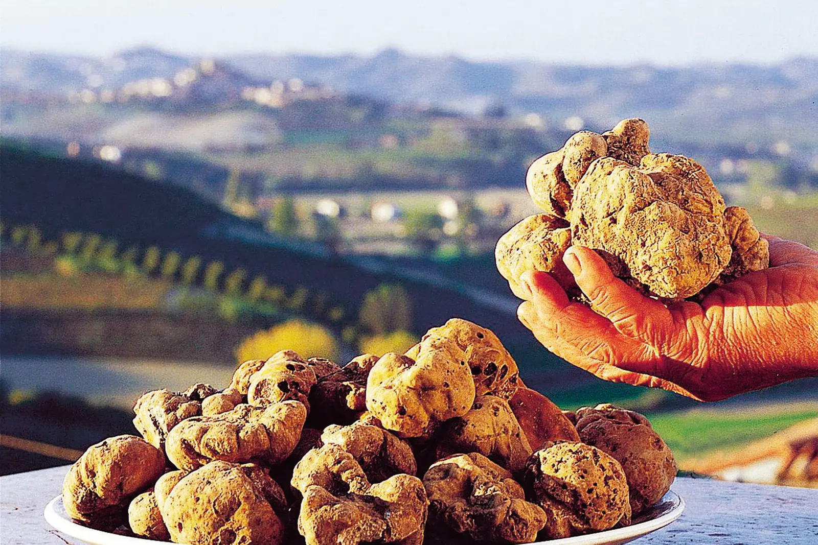 Paradiso del tartufo immagine