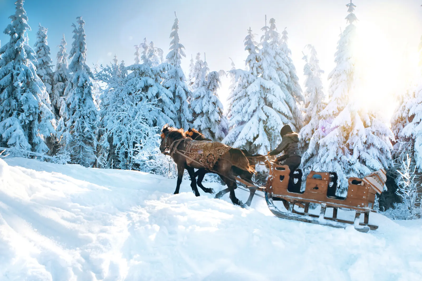 Traîneau tiré par des chevaux à travers une forêt enneigée sous le soleil.