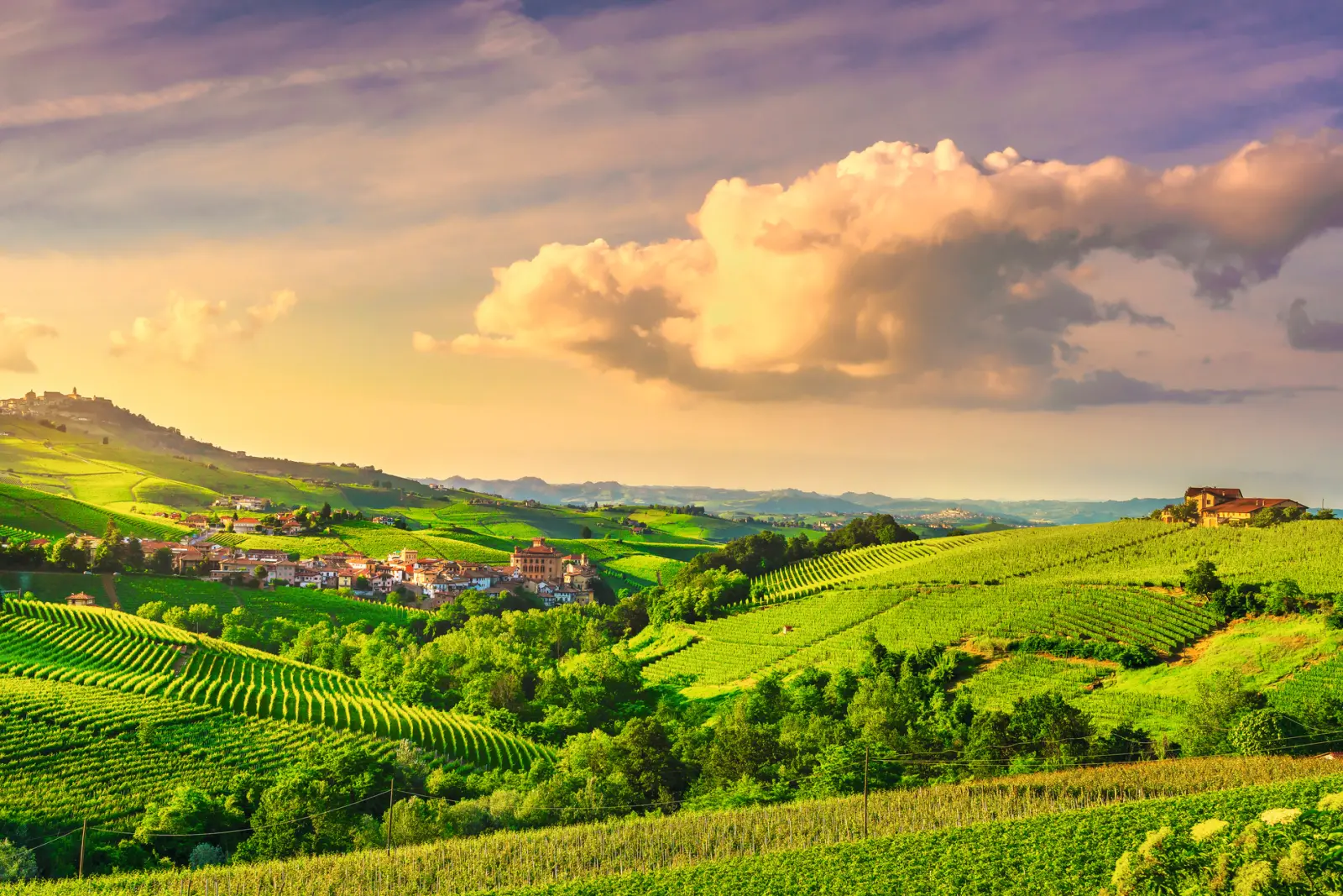 View of the vineyards of the Langhe image