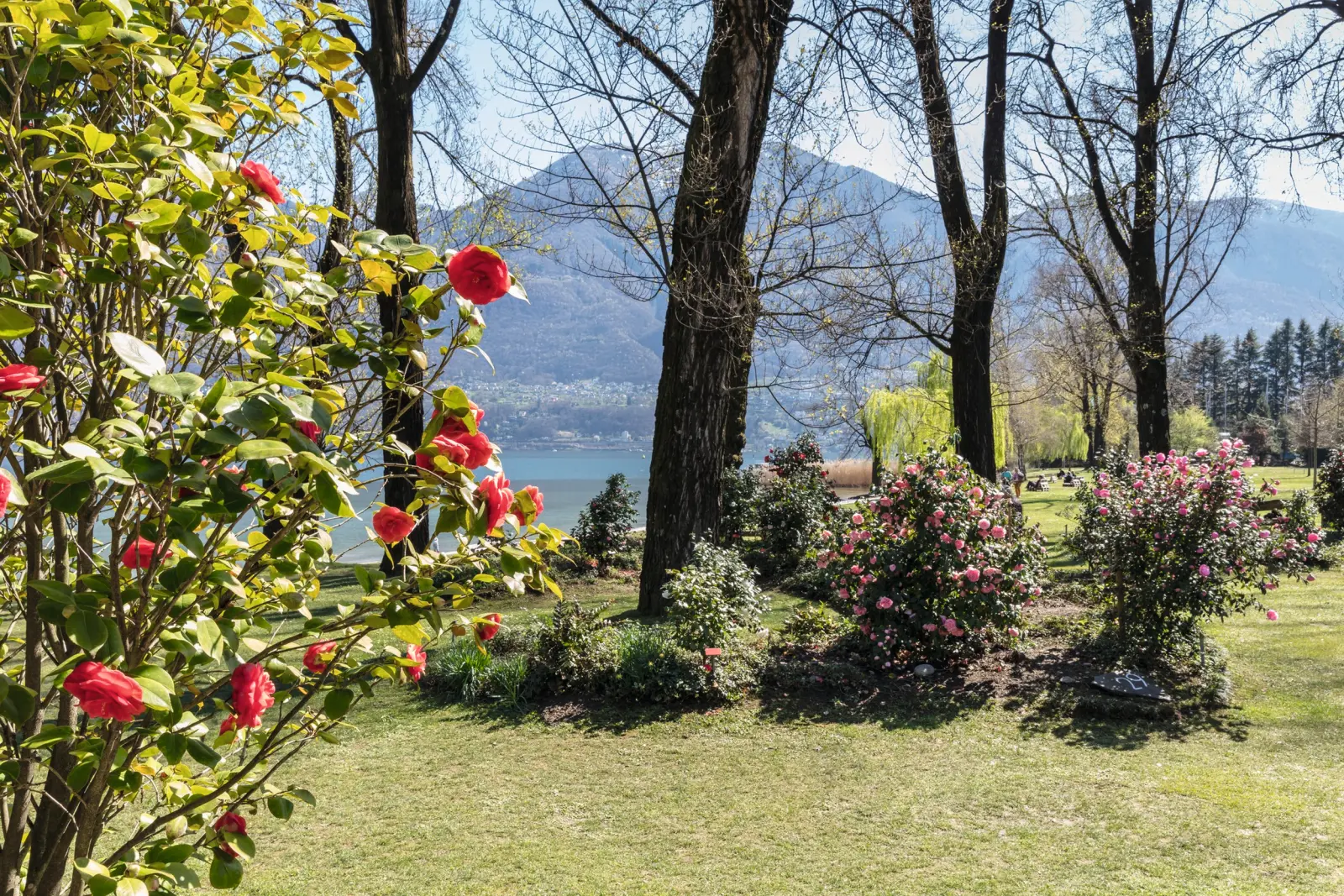 Da marzo ad aprile il giardino si mostra in tutto il suo splendore floreale immagine