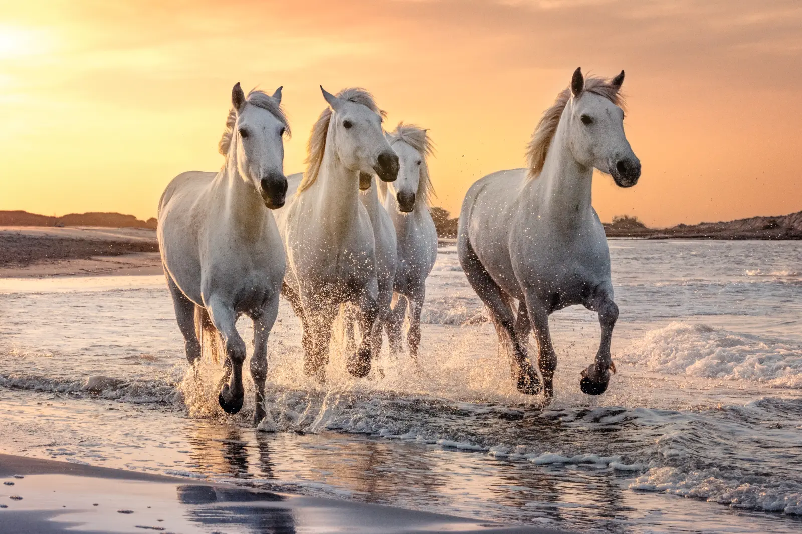 Four white horses gallop through the water at sunset.