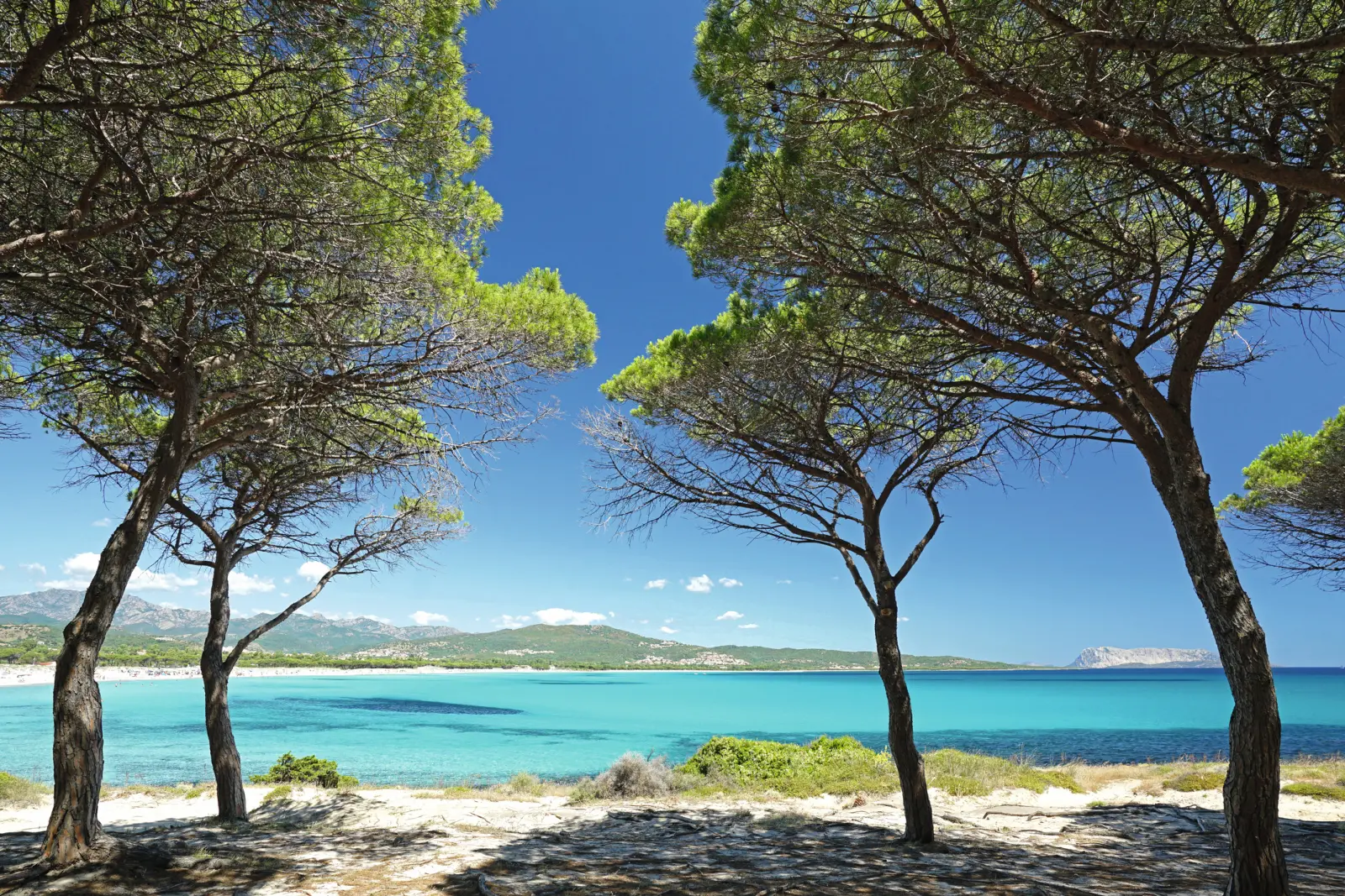 Image Pins au bord de la mer en Sardaigne