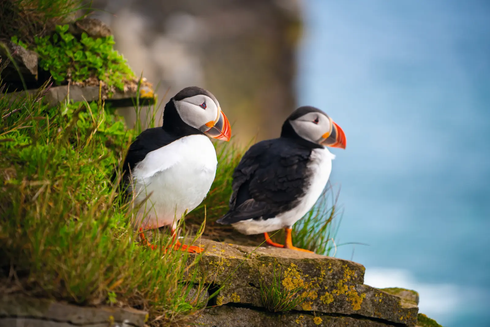 Two puffins perched on a rocky coast with the sea in the background.